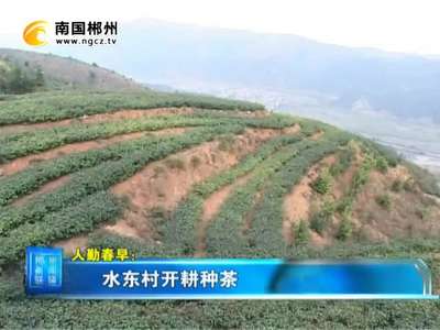 郴州：水东村开耕种茶