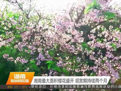 湘南最大面积樱花盛开 观赏期持续两个月