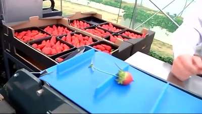 草莓收割机_手机乐视视频