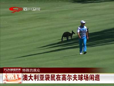 [视频]特殊的观众：澳大利亚袋鼠在高尔夫球场闲逛