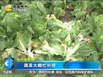 郴州：蔬菜大棚忙补损