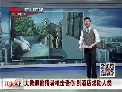 [视频]大象遭偷猎者枪击受伤 到酒店求助人类