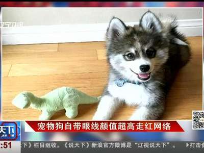 [视频]宠物狗自带眼线颜值超高走红网络