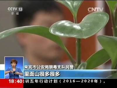 [视频]广西来宾：制毒团伙藏山林 警方精准抓捕