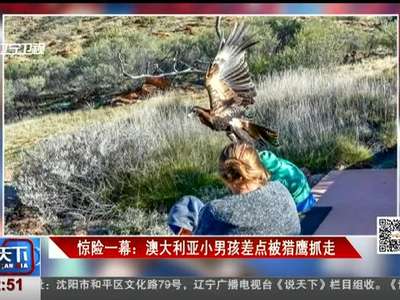 [视频]惊险一幕：澳大利亚小男孩差点被猎鹰抓走