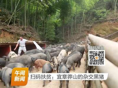 扫码扶贫：宜章莽山的杂交黑猪