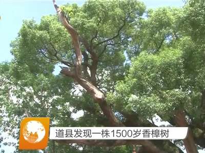 道县发现一株1500岁香樟树