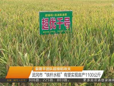 袁隆平团队超级稻攻关 武冈市“铁杆水稻”有望实现亩产1100公斤