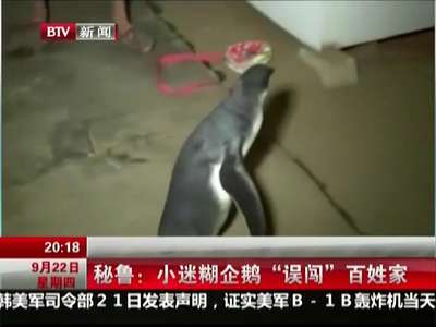 [视频]小迷糊企鹅“误闯”百姓家