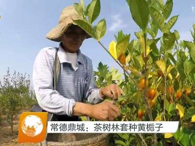 常德鼎城：茶树林套种黄栀子