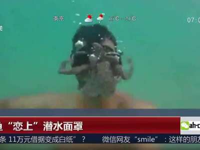 [视频]章鱼“恋上”潜水面罩