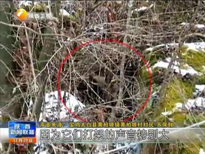 [视频]四只野生大熊猫 疑似为求偶“大打出手”