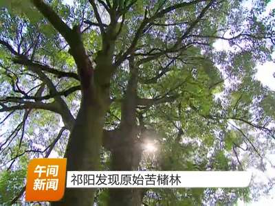 祁阳发现原始苦槠林