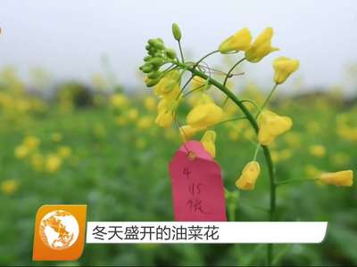 冬天盛开的油菜花