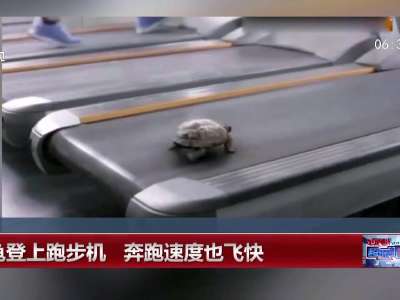 [视频]乌龟登上跑步机 奔跑速度也飞快