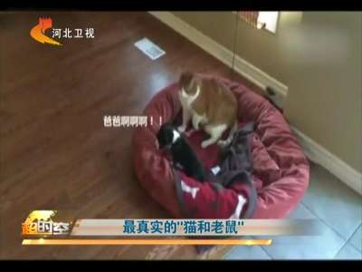 [视频]最真实的“猫和老鼠”