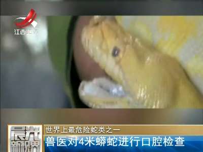 [视频]世界上最危险蛇类之一：兽医对4米蟒蛇进行口腔检查
