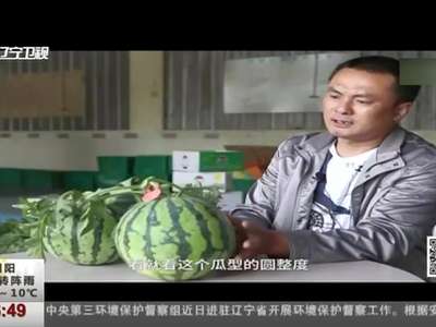 [视频]行行出状元：验瓜师成网红 能把西瓜的厚度和甜度敲出来