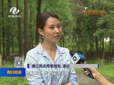 株洲：河西湘江风光带 50只萌宠等着与您邂逅