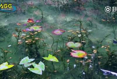 [视频]水中的印象派画卷！日本经典莫奈之池
