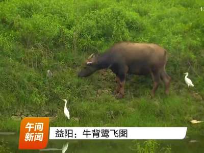 益阳：牛背鹭飞图