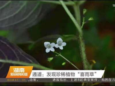 通道：发现珍稀植物“喜雨草”