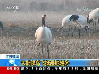 [视频]江苏盐城 大批候鸟飞抵湿地越冬