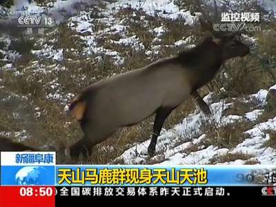 [视频]新疆阜康 天山马鹿群现身天山天池