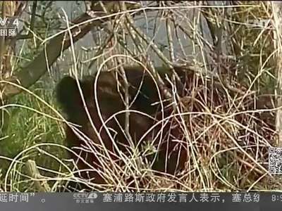 [视频]黑龙江饶河：中俄界江“熊出没”