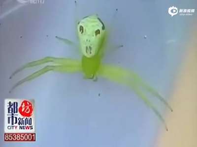 [视频]小伙抓到罕见“人面蜘蛛” 邻居围观直呼像