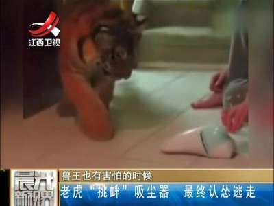 [视频]老虎“挑衅”吸尘器 最终认怂逃走