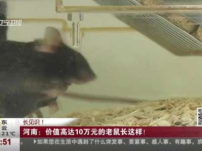 [视频]河南：价值高达10万元的老鼠长这样！