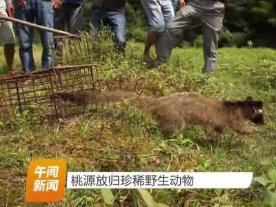 桃源放归珍稀野生动物