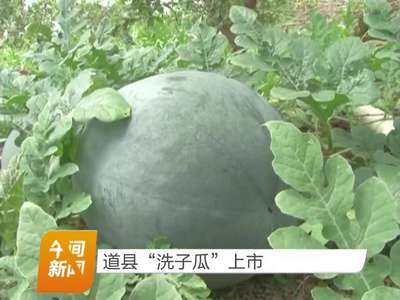 道县“洗子瓜”上市