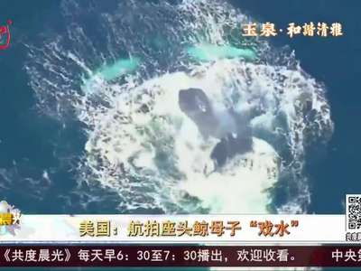 [视频]美国：航拍座头鲸母子“戏水”