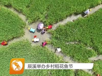 辰溪举办乡村稻花鱼节