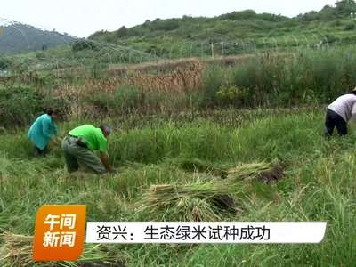 资兴：生态绿米试种成功