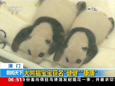 [视频]澳门：大熊猫双胞胎宝宝 获名“健健”“康康”