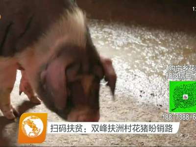 扫码扶贫：双峰扶洲村花猪盼销路