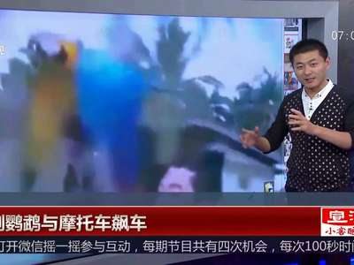 [视频]金刚鹦鹉与摩托车飙车