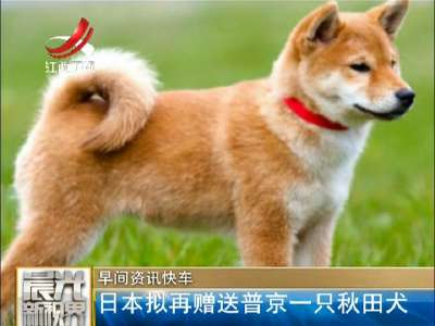 [视频]日本拟再赠送普京一只秋田犬