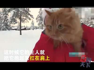 [视频]拉雪橇的猫走红网络 简直抢了雪橇犬的饭碗