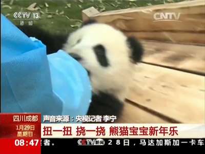 [视频]四川成都：扭一扭 挠一挠 熊猫宝宝新年乐