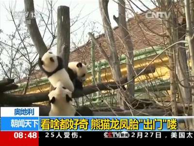 [视频]奥地利：看啥都好奇 熊猫龙凤胎“出门”喽