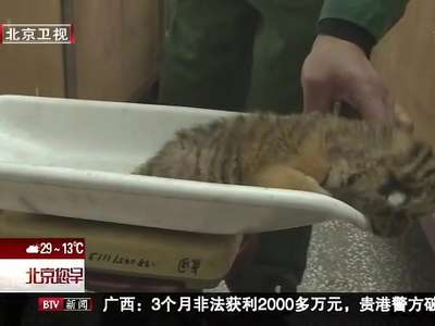 王占军：我给老虎当“奶爸”