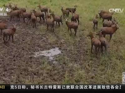 [视频]湖南岳阳：洞庭湖湿地发现最大麋鹿集群