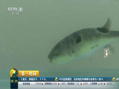 [视频]江苏扬中：再无“拼死吃河豚” 无毒河豚可养殖