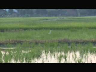 汉寿：村民20余年守护鹭鸟栖息地