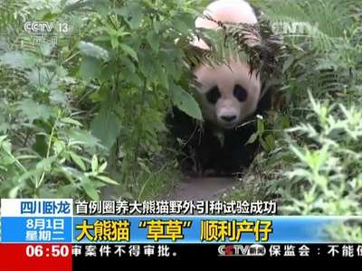 [视频]首例圈养大熊猫野外引种试验成功 四川卧龙：大熊猫“草草”顺利产仔