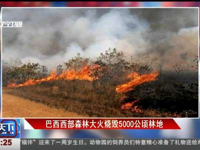 [视频]巴西西部森林大火烧毁5000公顷林地